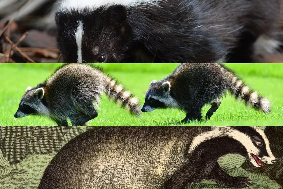 Make Cash In South Dakota For Killing Raccoons, Skunks, &#038; Badgers