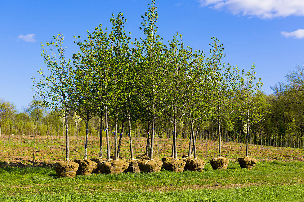 Tree Shortages Could Be the Next Big Thing