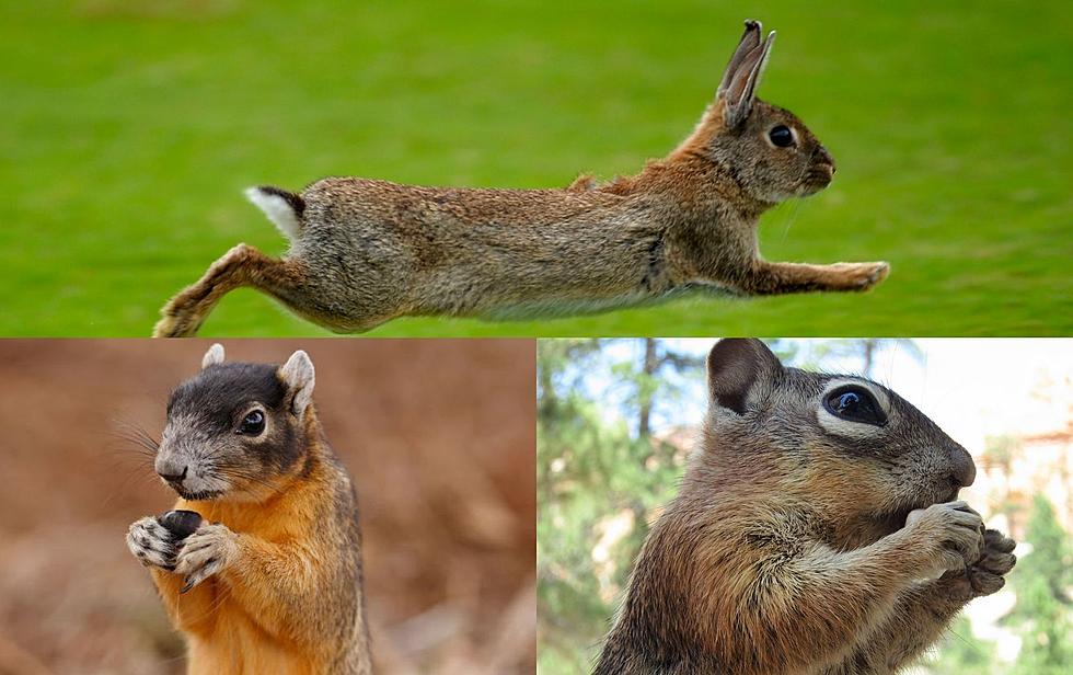 Squirrels, Rabbits, Varmints Destroying Sioux Falls Area Plants