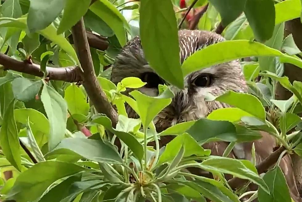 Man Surprised By Baby Owl Hiding Inside South Dakota Menards