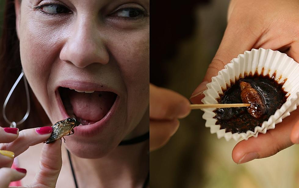 Would Sioux Falls Eat ‘Chocolate Covered Cicadas’?