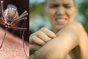 All the Info You Need About Sioux Falls&#8217; Mosquito Spraying