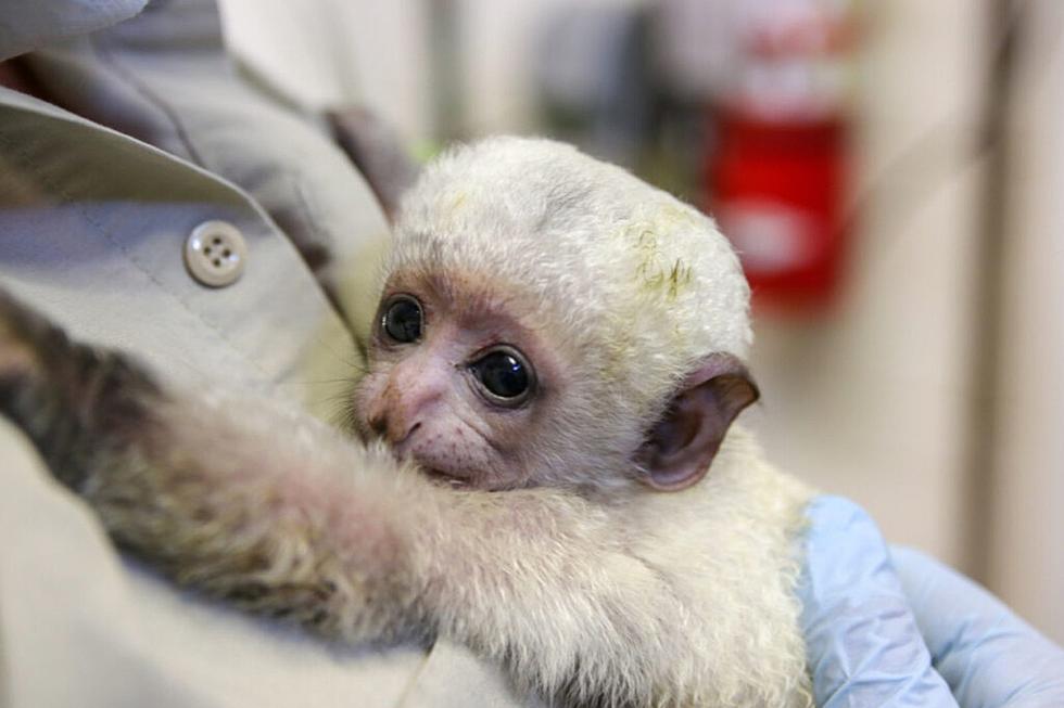 The Great Plains Zoo Wants Your Help in Naming a New Baby Monkey