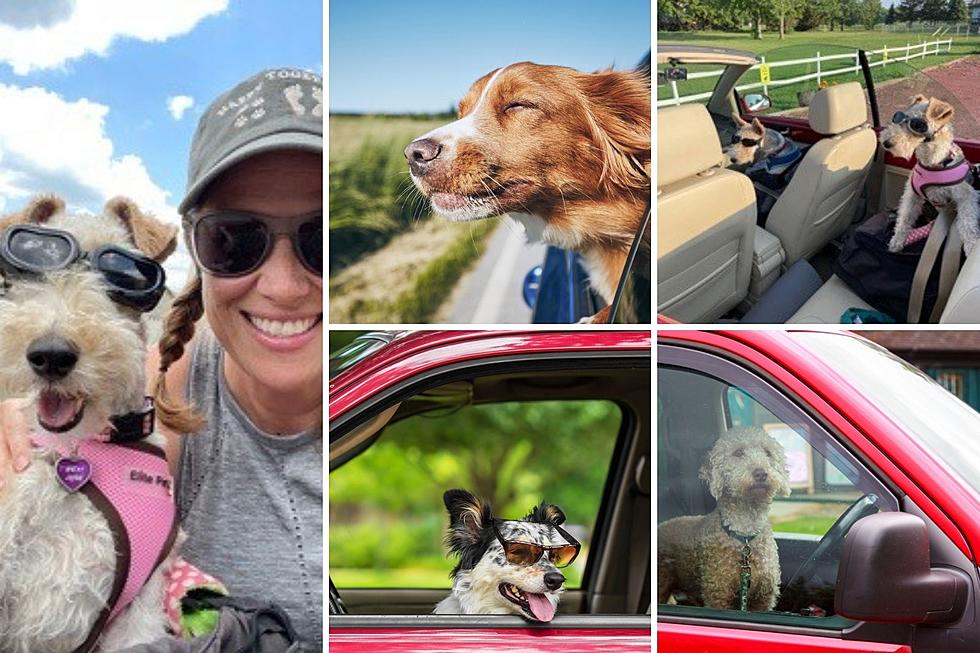 Can Pets Ride Unrestrained in a Car or Truck in South Dakota?