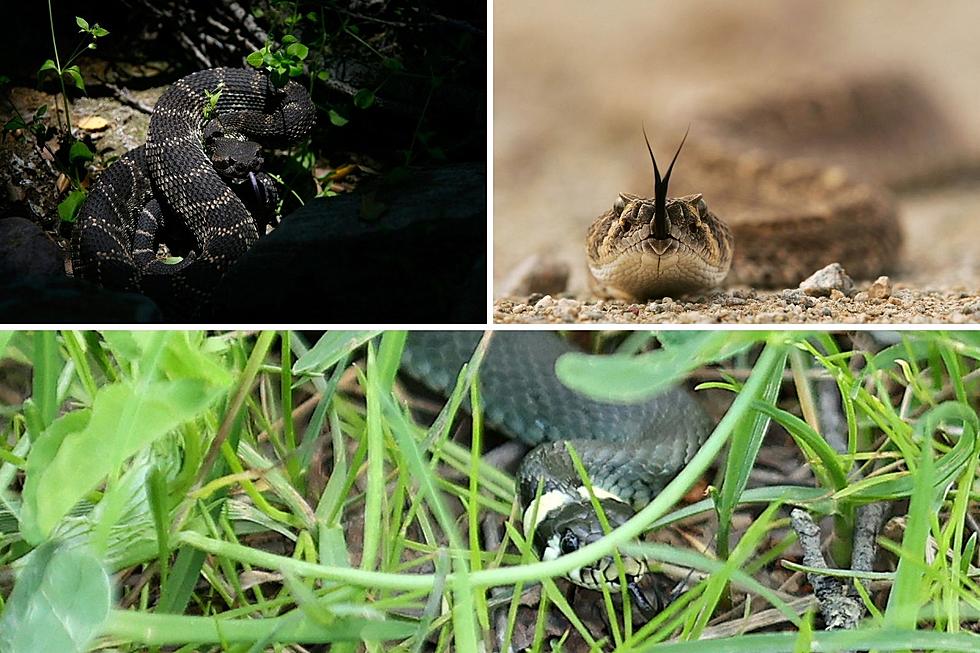 How Many Venomous Snakes Species Are There in South Dakota?