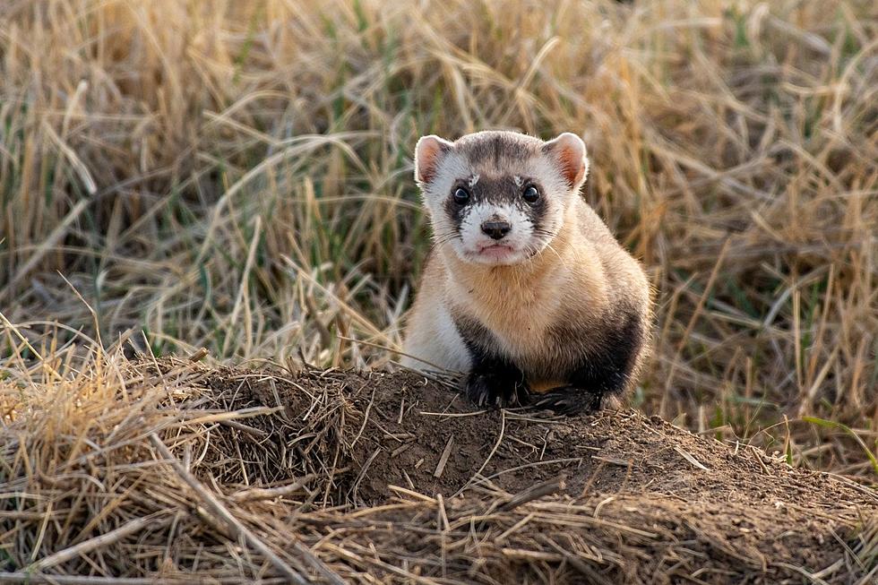 This Cute South Dakota Native Is An Endangered Species