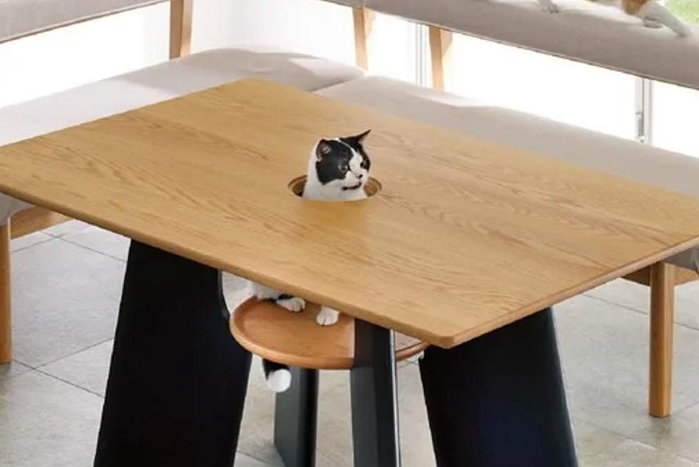 South Dakota Cats Have New Dinning Room Table To Watch You Eat