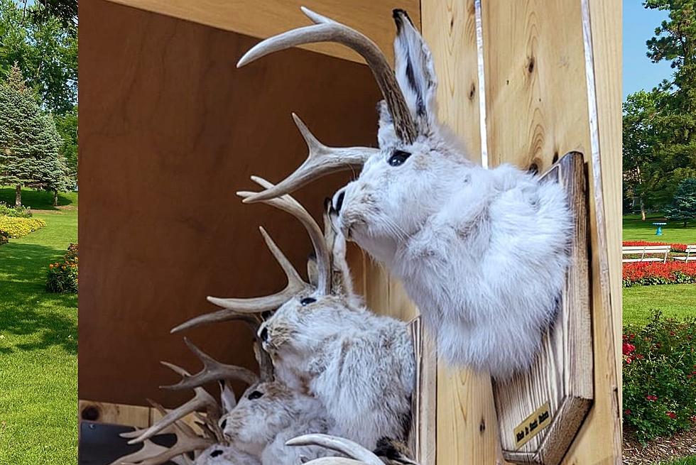 Do You Know The Season Limit On South Dakota Jackalopes?