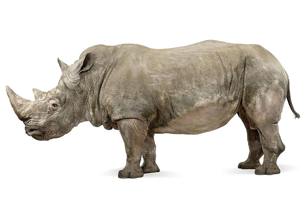 Yikes! Rhino Escapes Its Enclosure Tuesday Afternoon at Omaha Zoo