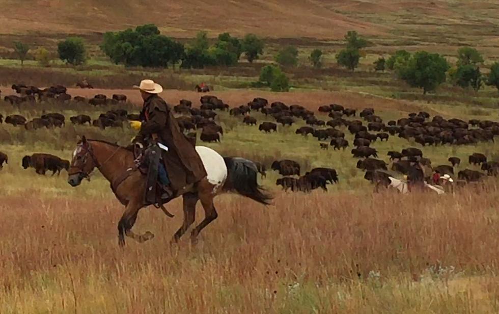 Video From My Exciting Trip To South Dakota’s ‘Buffalo Roundup’