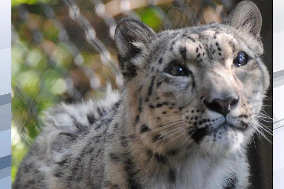 Snow Leopard with COVID Symptoms Dies at Great Plains Zoo