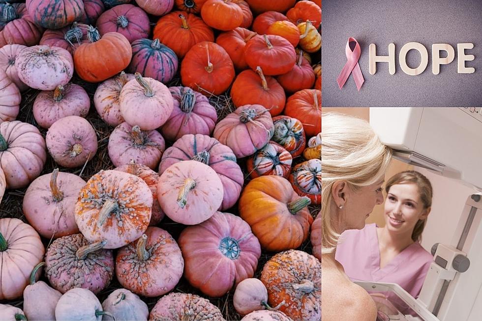 Have You Seen Pink Pumpkins for Breast Cancer Awareness Month?