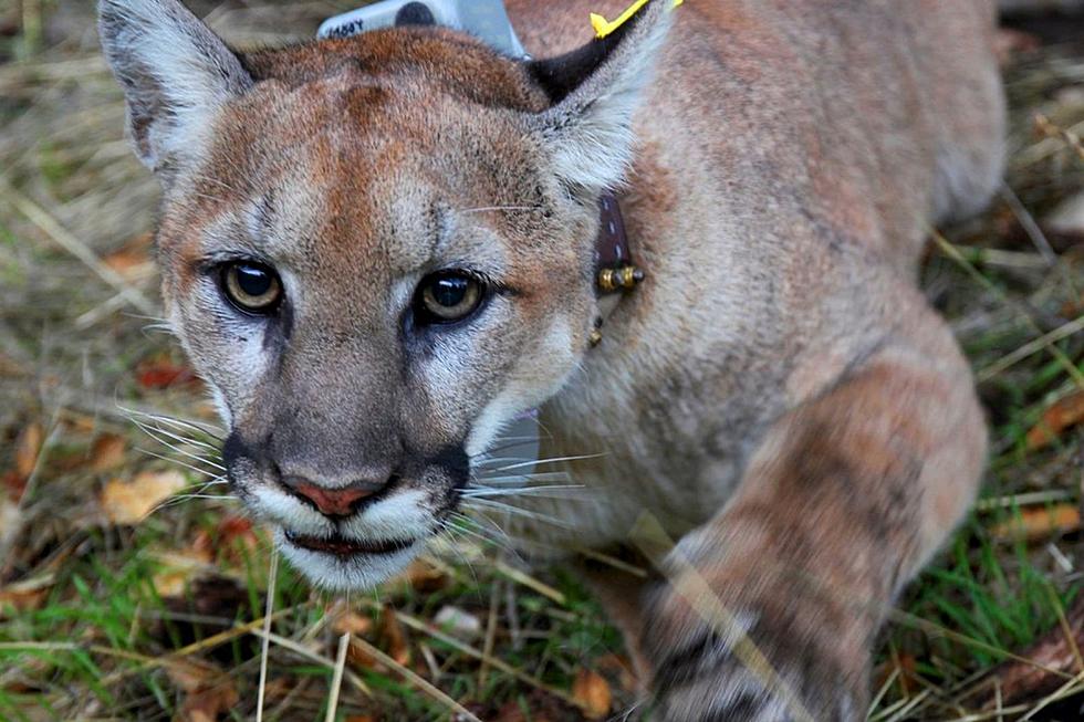 Mountain Lion Spotted Roaming around Aberdeen Area