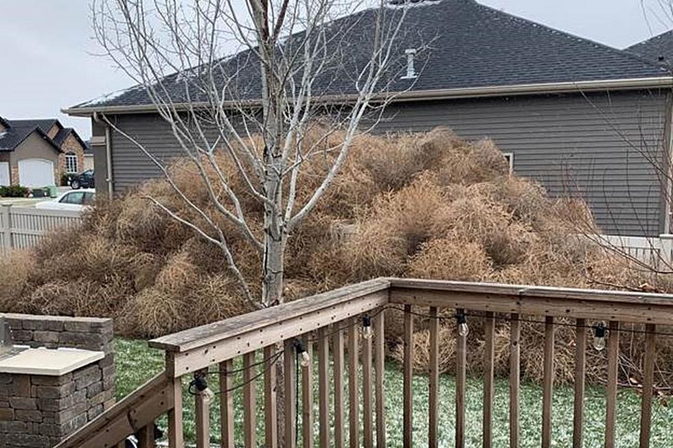 Little Windy? Check Out This 6 Foot Tumbleweed Fence in Bismarck
