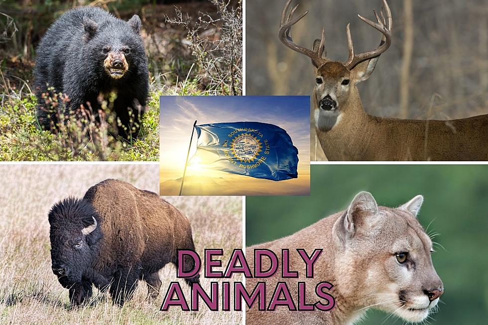 What South Dakota Animal Is Most Likely to Kill You?