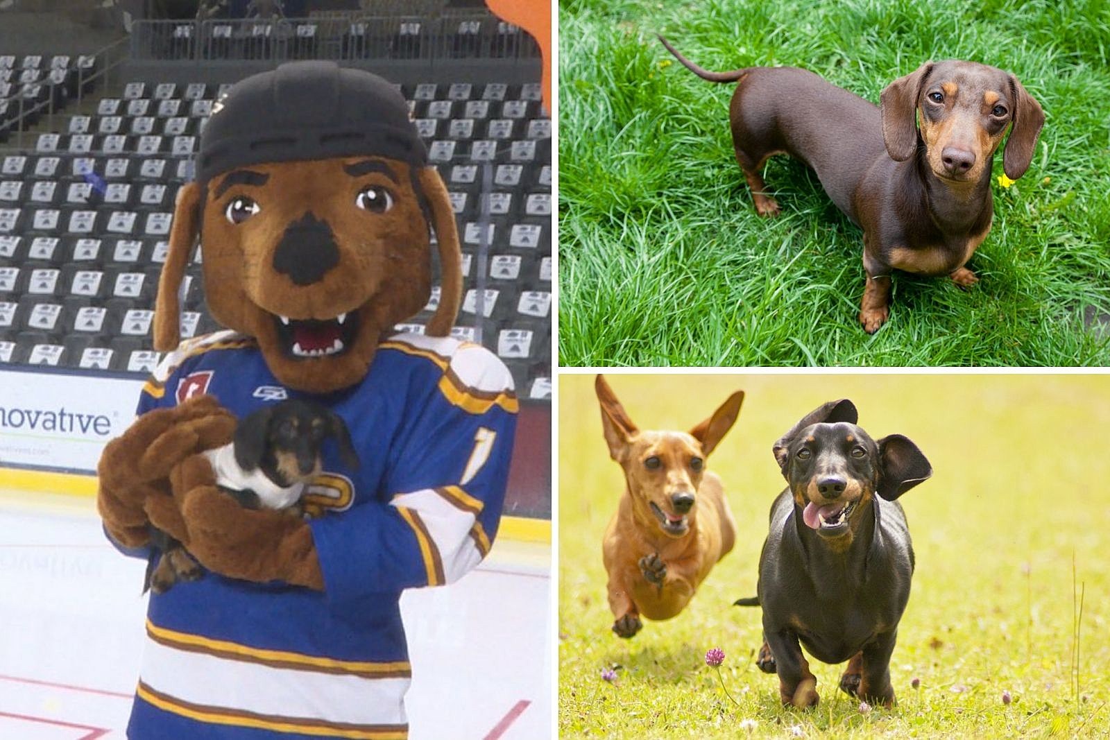 Sioux Falls Stampede to be Renamed as the Fighting Wiener Dogs
