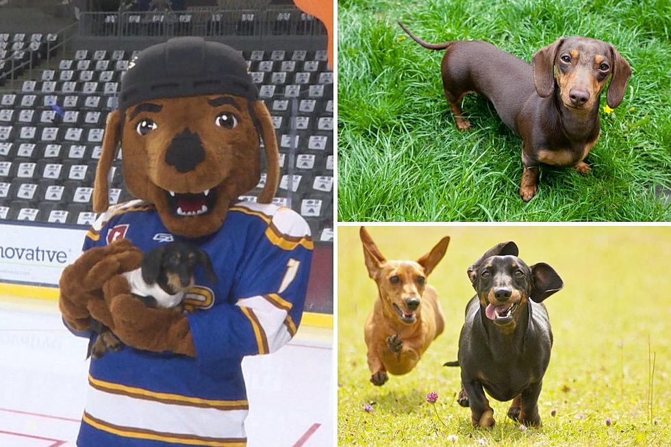 Hot Dog! Sioux Falls Stampede Wiener Dog Races Are Saturday Night
