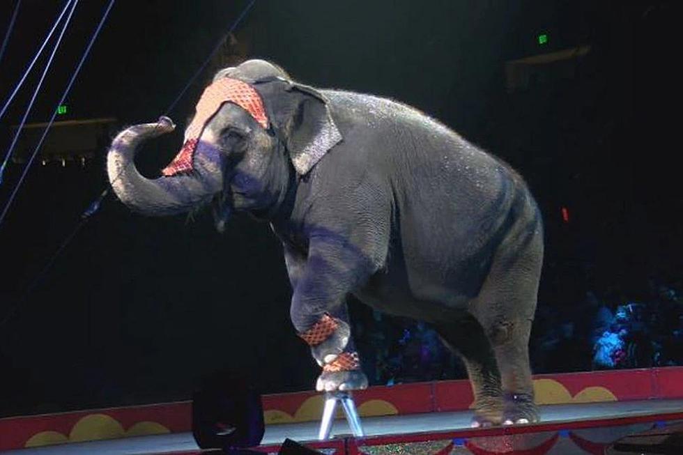 &#8216;El Riad Shrine Circus&#8217; Set to Return to Sioux Falls after 2-Years