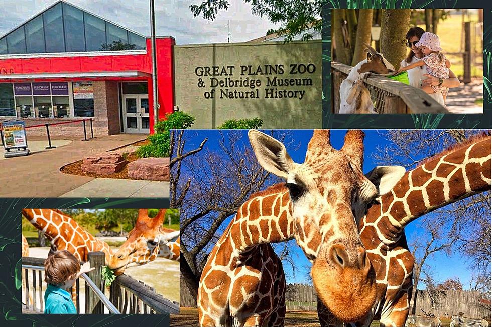 Leap Into Summer At Great Plains Zoo With Memorial Day Events