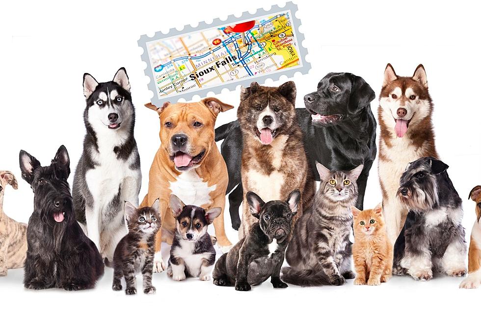 How Many Dogs & Cats Can You Legally Have In Sioux Falls Home?