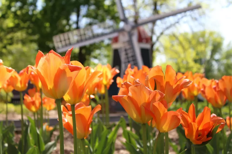 81st Tulip Festival Kicking Off Today In Orange City Iowa