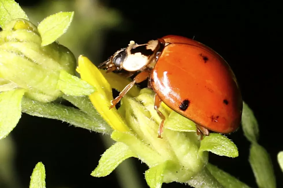 How To Get Rid Of Annoying Asian Lady Beetles In Iowa Forever