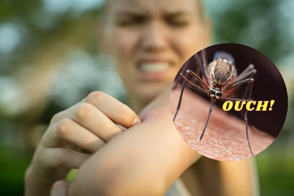 Sioux Falls Working to Eradicate Its Mosquito Problem
