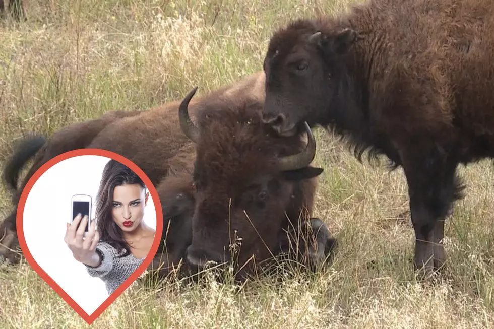 South Dakota Reminds Tourists to Please Don&#8217;t Pet Our Buffalo