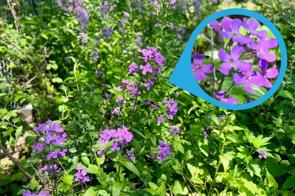 What’s Up With Purple Flowers in Minnesota, Iowa, &#038; South Dakota Ditches?