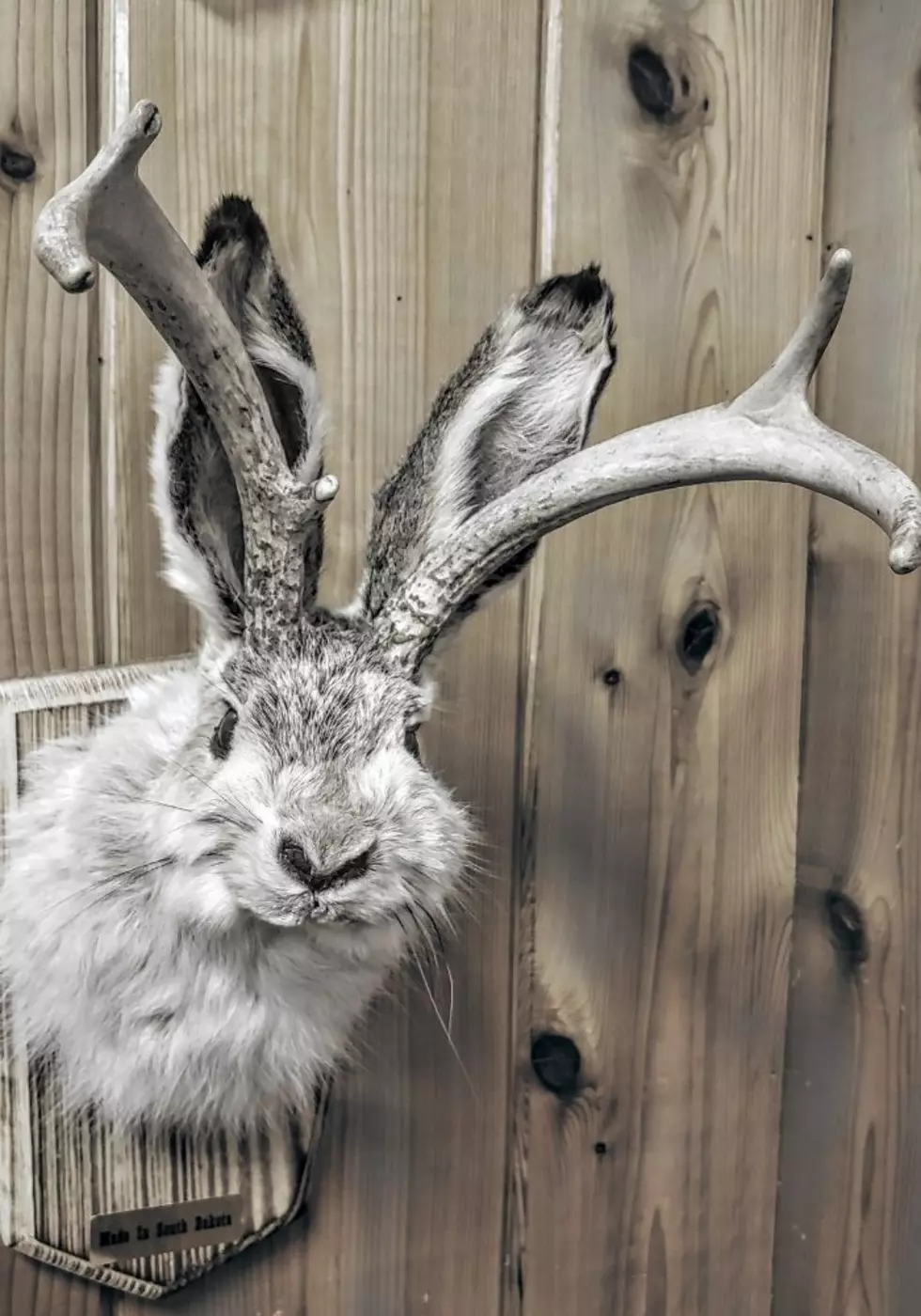 South Dakota Jackalop-Getty Thinkstock