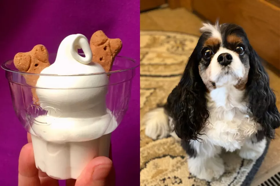 Dairy Queen Pup Cup & Percy