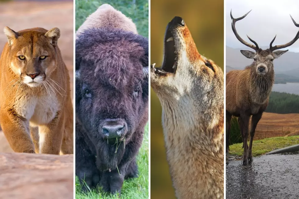 What South Dakota Animal Is Most Likely to Kill You?