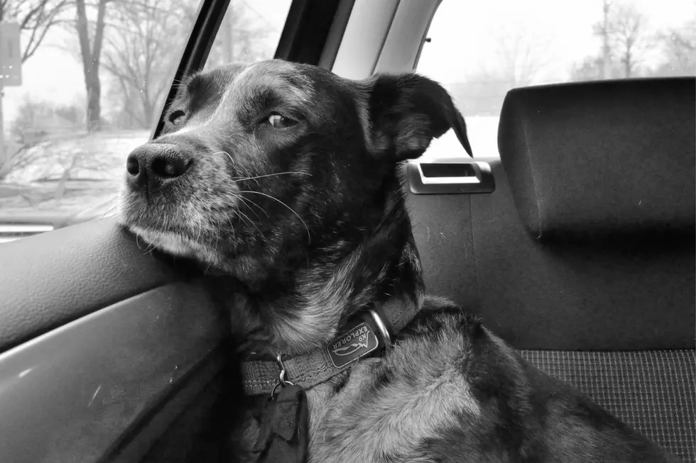 Is It Legal To Break A Car Window To Save A Dog In Minnesota?