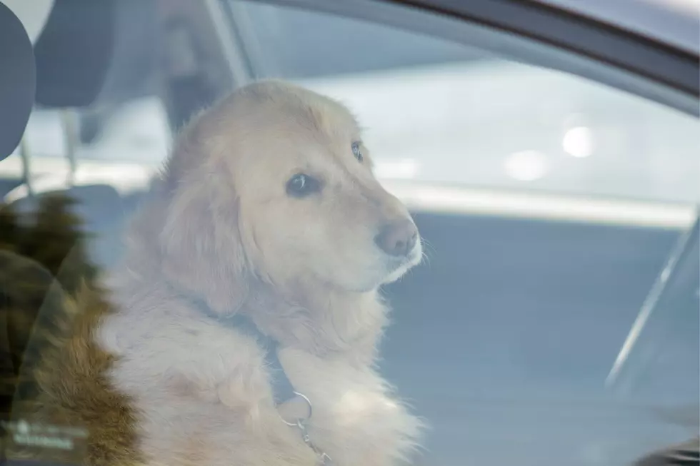 Is It Legal To Break A Car Window To Save A Dog In Minnesota-Getty Thinkstock