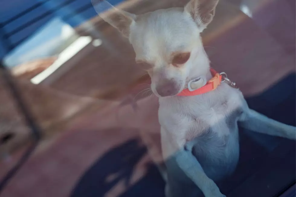 Is It Legal To Break A Car Window To Save A Dog In Minnesota-Getty Thinkstock