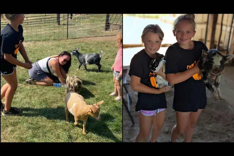 Baby farm animals