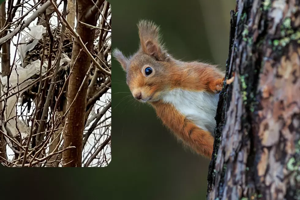 Do Squirrels In SD Use Plastic Bags In Nests?