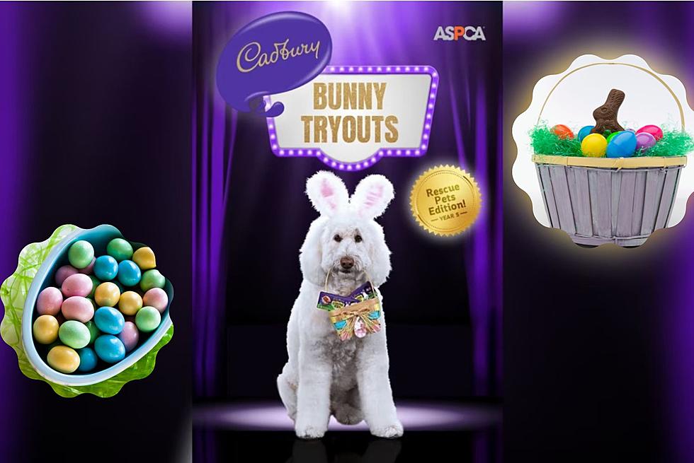 Do You Have the Next Cadbury Bunny Living in Your House?