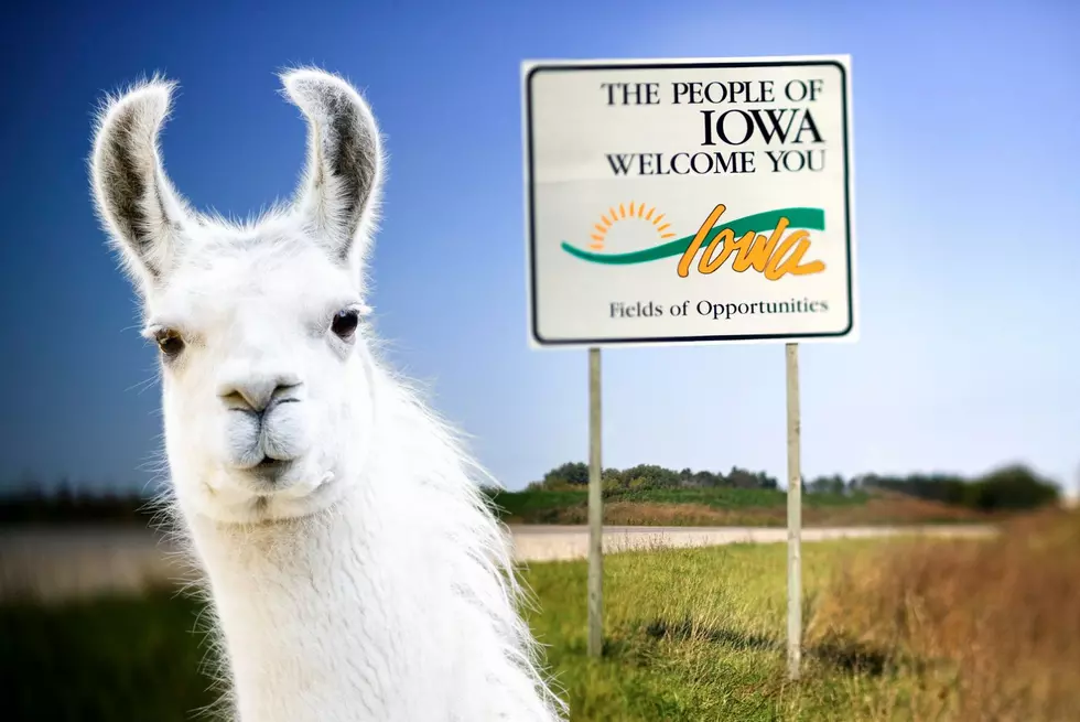 Did You Know You Can Sleep With A Llama At This Iowa Farm?