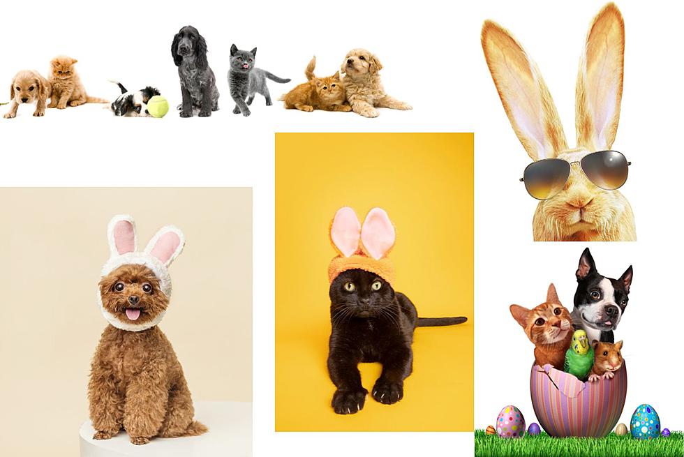 Get In On the 'Bunny Pet Photo Experience' At Empire Mall