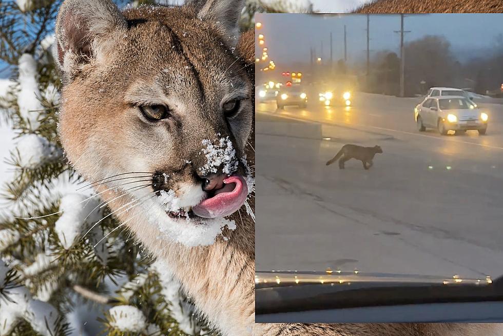 WATCH: South Dakota Mountain Lion Almost Hit By a Car  