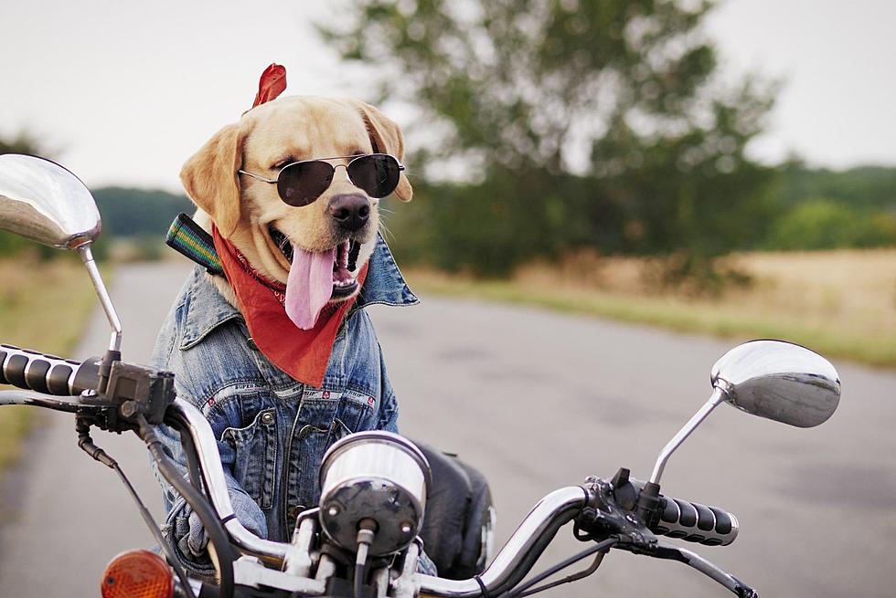 Sioux Falls Humane Society Cruisin’ For Critters Poker Run