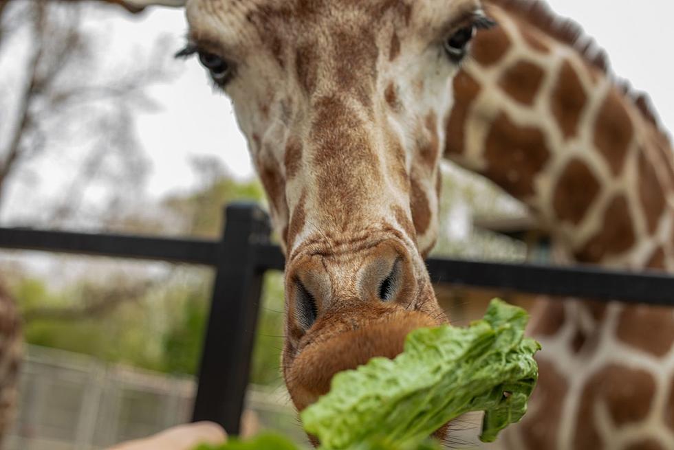 Great Plains Zoo Hosts Exciting Summer Kickoff Day of Fun