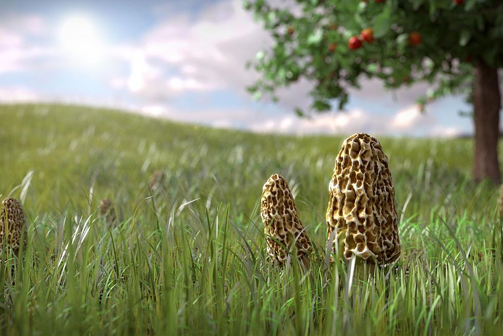 Morel Mushroom Hunting Tips For Minnesota, Iowa, and South Dakota