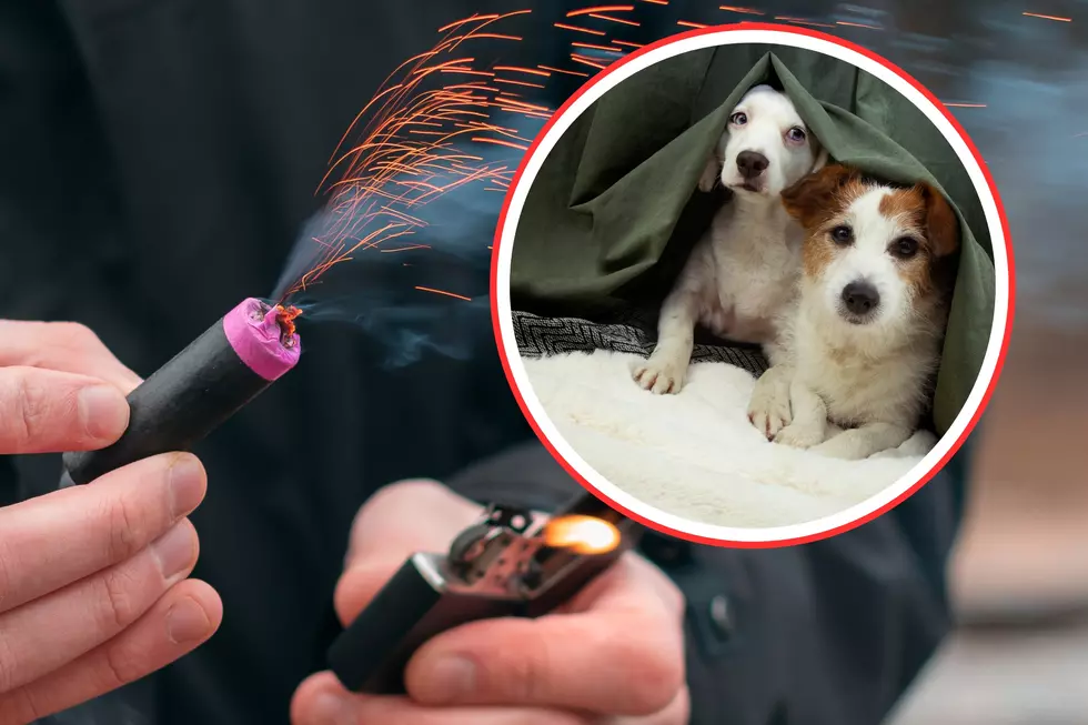 Essential Tips : 10 Ways to Comfort Your Dog During Fireworks