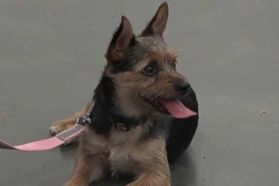 Dog Left in Cage outside Sioux Falls Business Thursday Morning