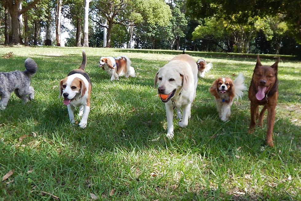 How You Can Rent A Private Dog Park for Your Sioux Falls Pups