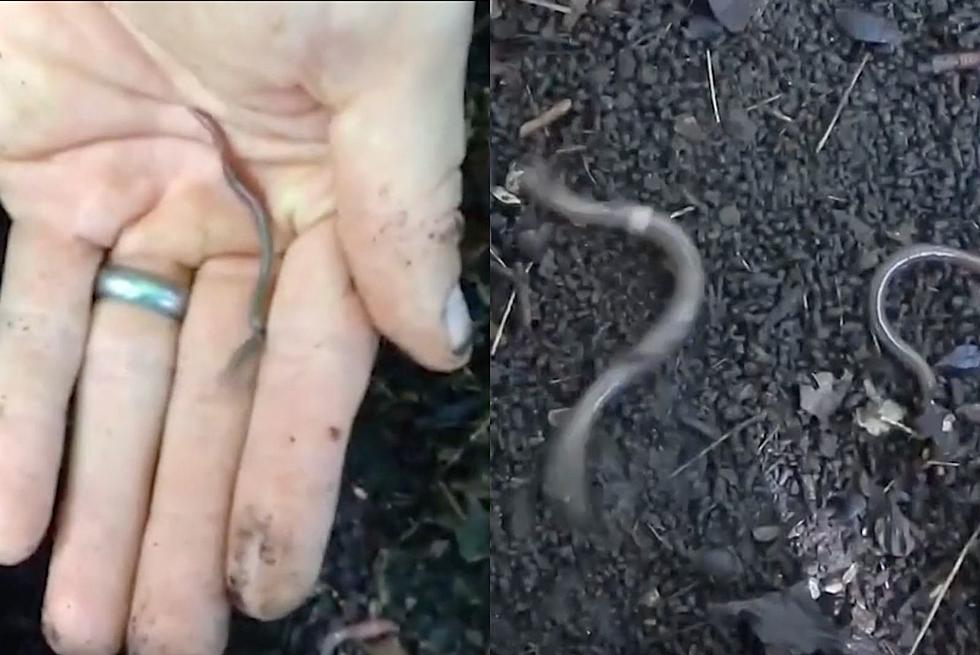 If You See These Worms In Minnesota You Should Kill Them