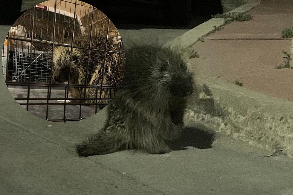 Sharp Looking Little Fella Spotted in Downtown Aberdeen Tuesday Morning