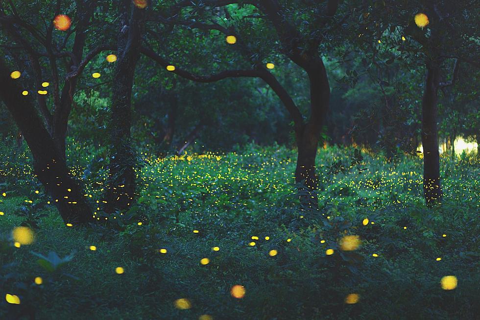Why Are Fireflies Disappearing from South Dakota?